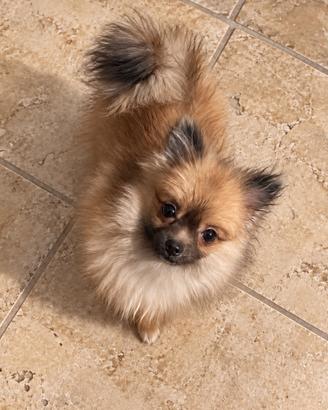 Femmina Pomerania mini 6 mesi