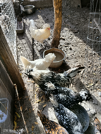 Padovani ciuffati coppia