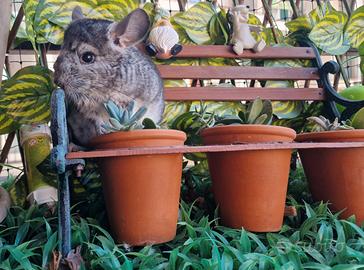 Cucciolo cincillà