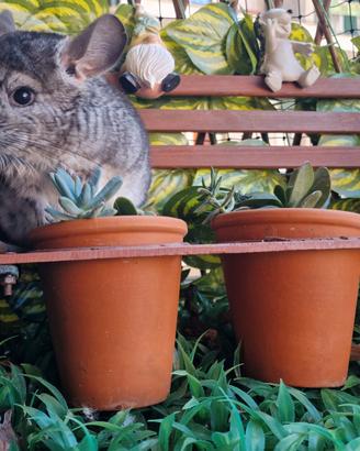 Cucciolo cincillà