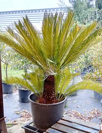 Pianta Cycas in vaso