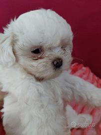Cuccioli di cane