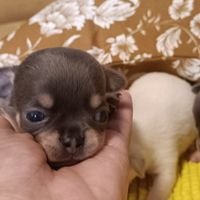 Siamo cinque gioiellini