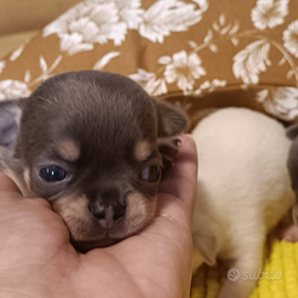 Siamo cinque gioiellini