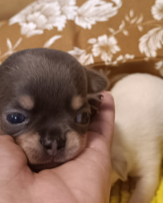 Siamo cinque gioiellini