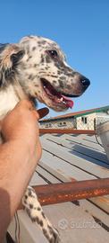 cucciola di setter 