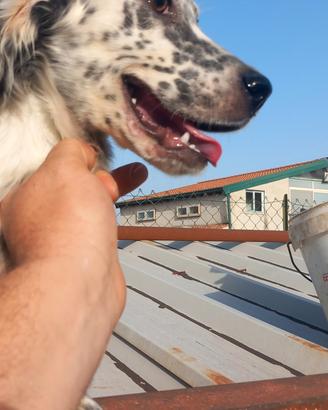 cucciola di setter 