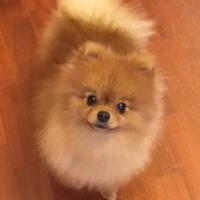 Pomerania spitz toy