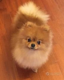 Pomerania spitz toy