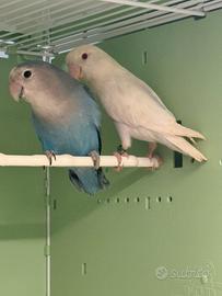 Inseparabili coppie e novelli