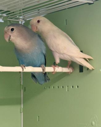 Inseparabili coppie e novelli
