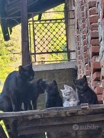 Gattini