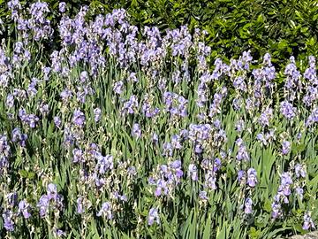 Piante iris pallida