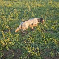 Setter inglese