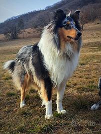 Collie per monta
