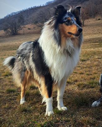 Collie per monta