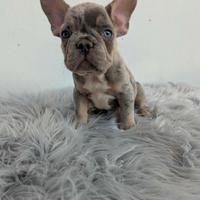 Bulldog bringe merle