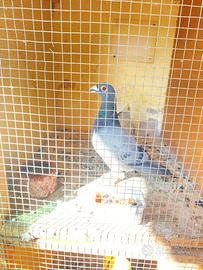 Piccioni viaggiatori