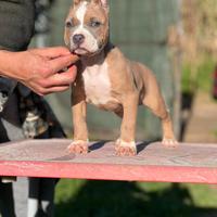 American pitbull terrier