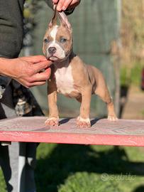 American pitbull terrier