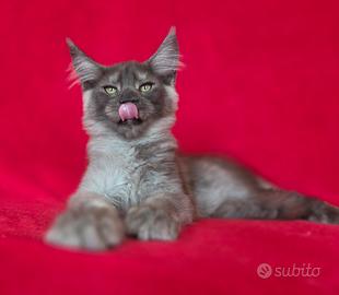 cucciolo maine coon argentato con pedigree