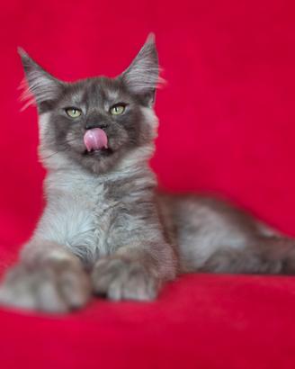 cucciolo maine coon argentato con pedigree