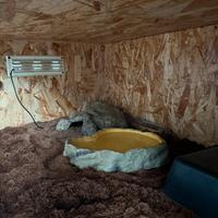 Teca serpente + serpente