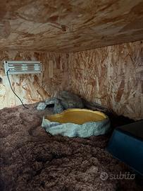 Teca serpente + serpente