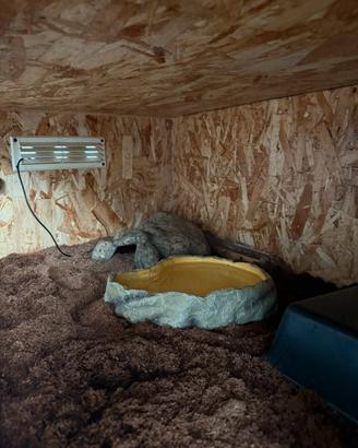 Teca serpente + serpente