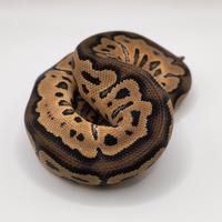 Pitone Reale 1.0 Clown het Hypo