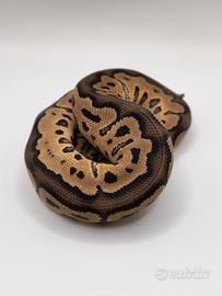 Pitone Reale 1.0 Clown het Hypo