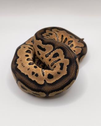 Pitone Reale 1.0 Clown het Hypo