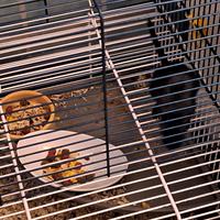 Coppia di gerbilli con gabbia