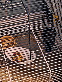 Coppia di gerbilli con gabbia