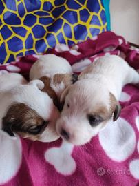 Cuccioli Jack Russell zampa corta