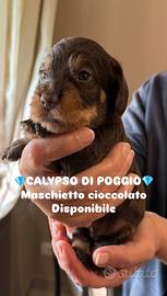 Bassotti a pelo duro con super pedigree