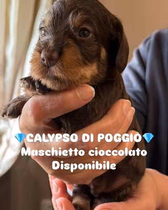 Bassotti a pelo duro con super pedigree