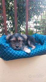 Cuccioli incrocio