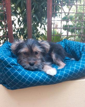 Cuccioli incrocio