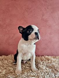 Cuccioli Boston Terrier