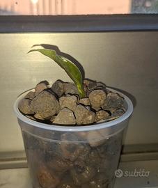 Alocasia Amazzonica 