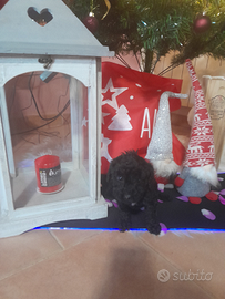 Giorgio barboncino toy