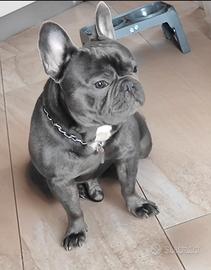 Bulldog francese per monta