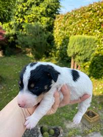 Cuccioli Jack Russell ?