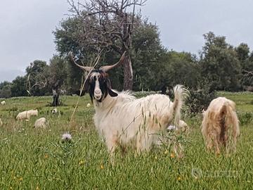 Becco