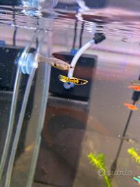 Endler maschi e femmine