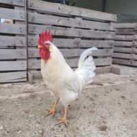 Gallo livornese bianco
