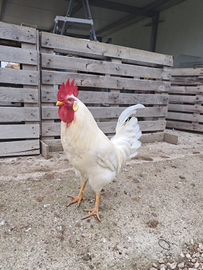 Gallo livornese bianco