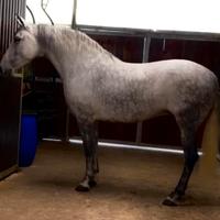 Cavalla Andalusa