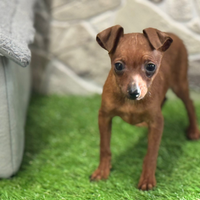 Pinscher